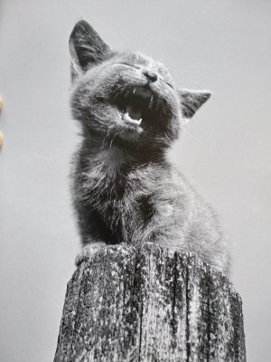 American shorthair, 1955